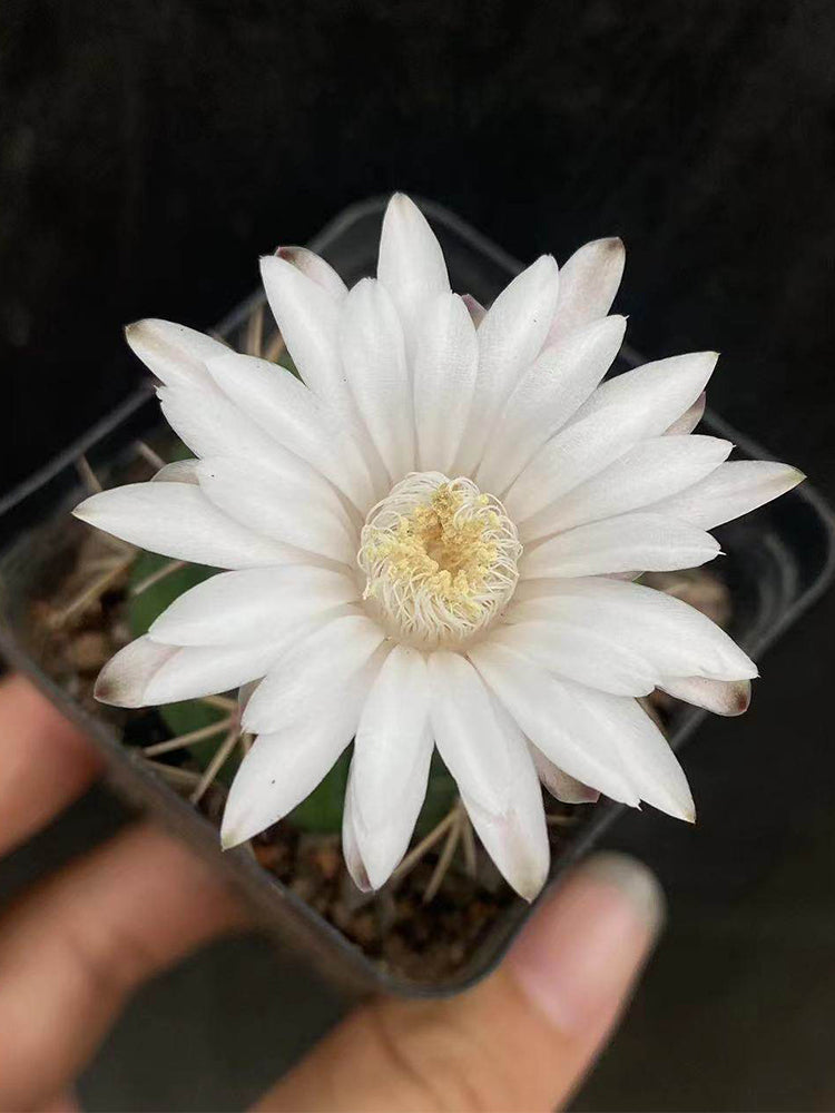 Gymnocalycium eurypleurum
