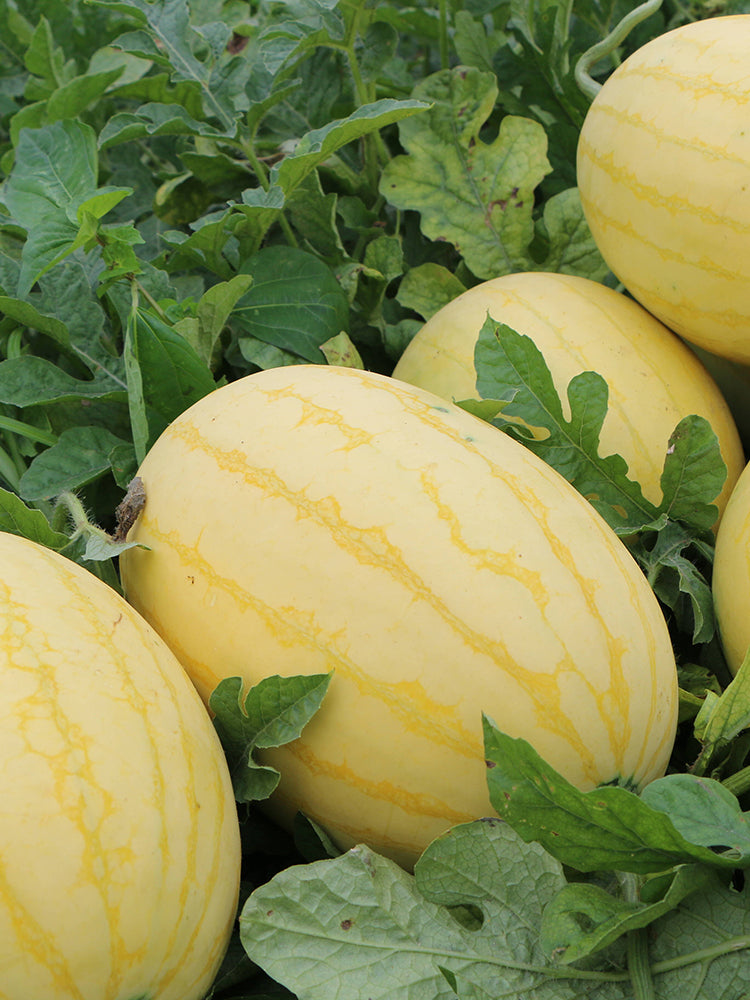 'Golden No.3' Watermelon Hybrid