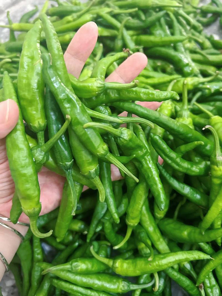 Korean Green Chili Pepper