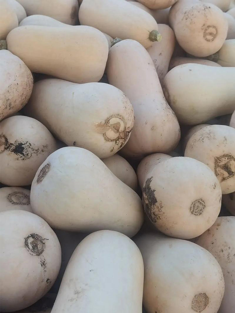 Cream Pumpkins