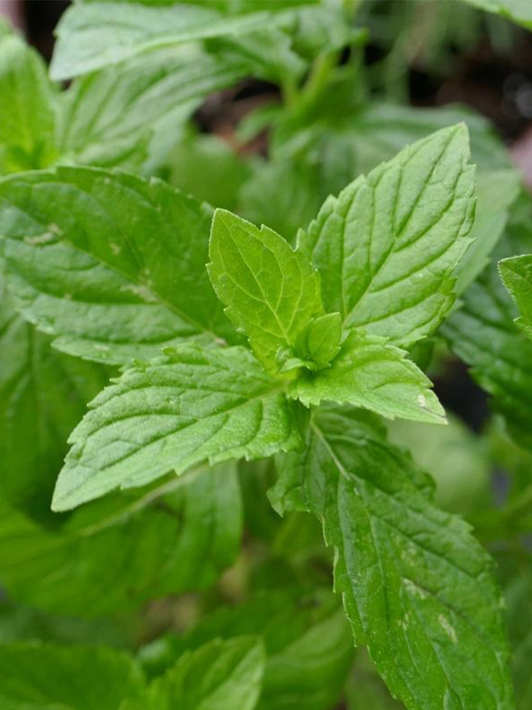 Crinkled-leaf Peppermint
