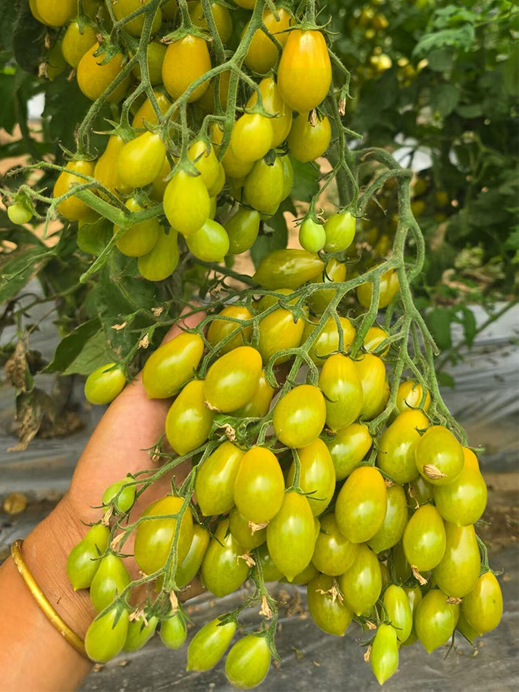 Sweet Mystic Realm Tomato