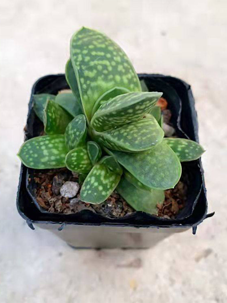 Gasteria minima