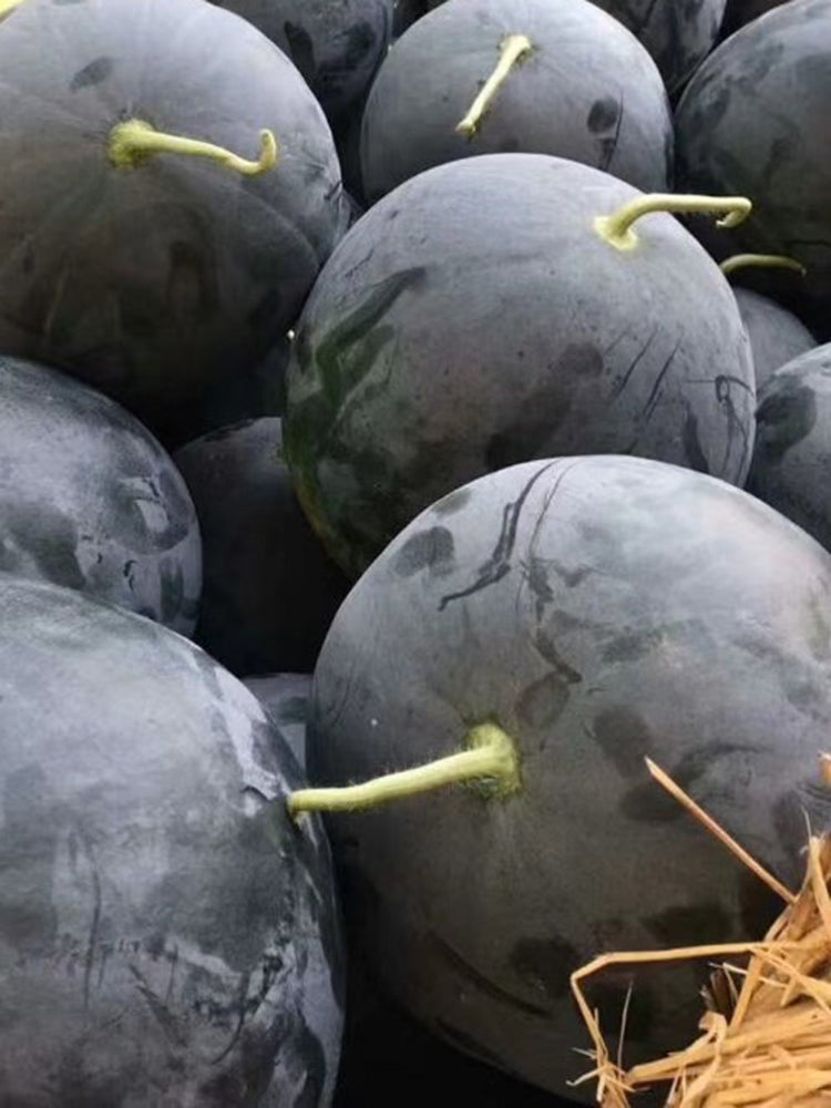'Golden Obsidian' Seedless Watermelon