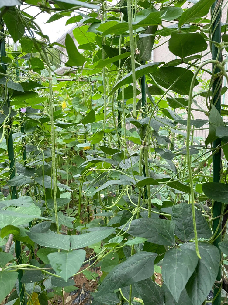 Fengchan 168 Yardlong Bean