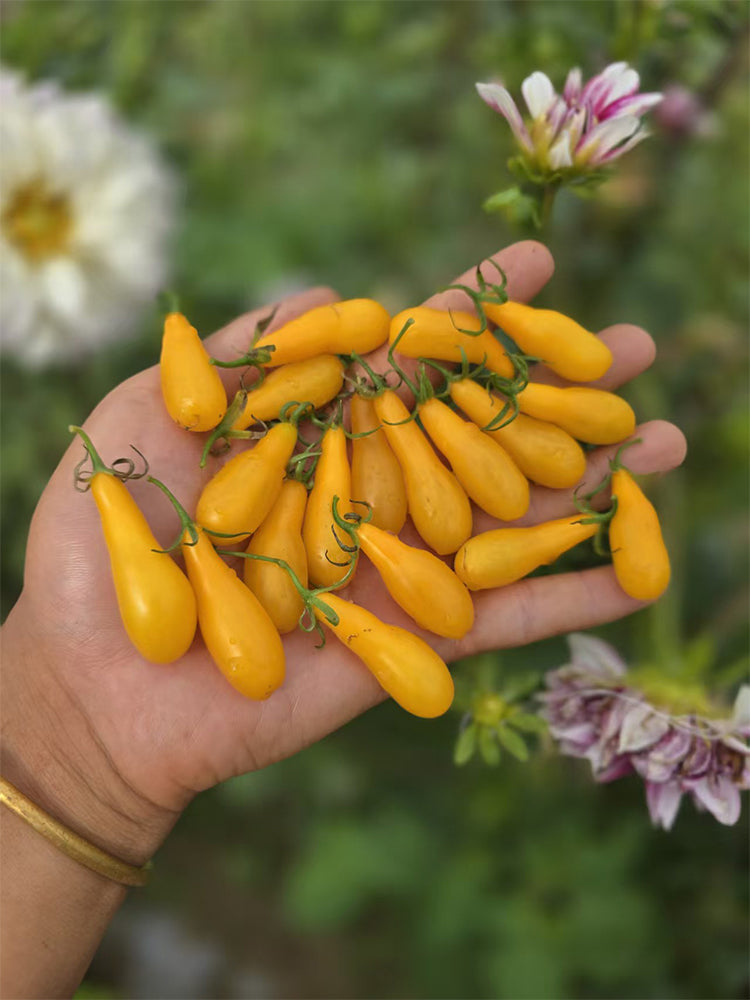 Yellow Worm Wild Tomato