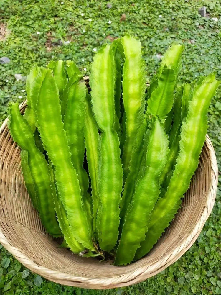 Winged Bean