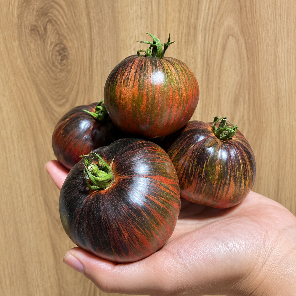 56 Rebel × Marsha's Beefsteak Tomato