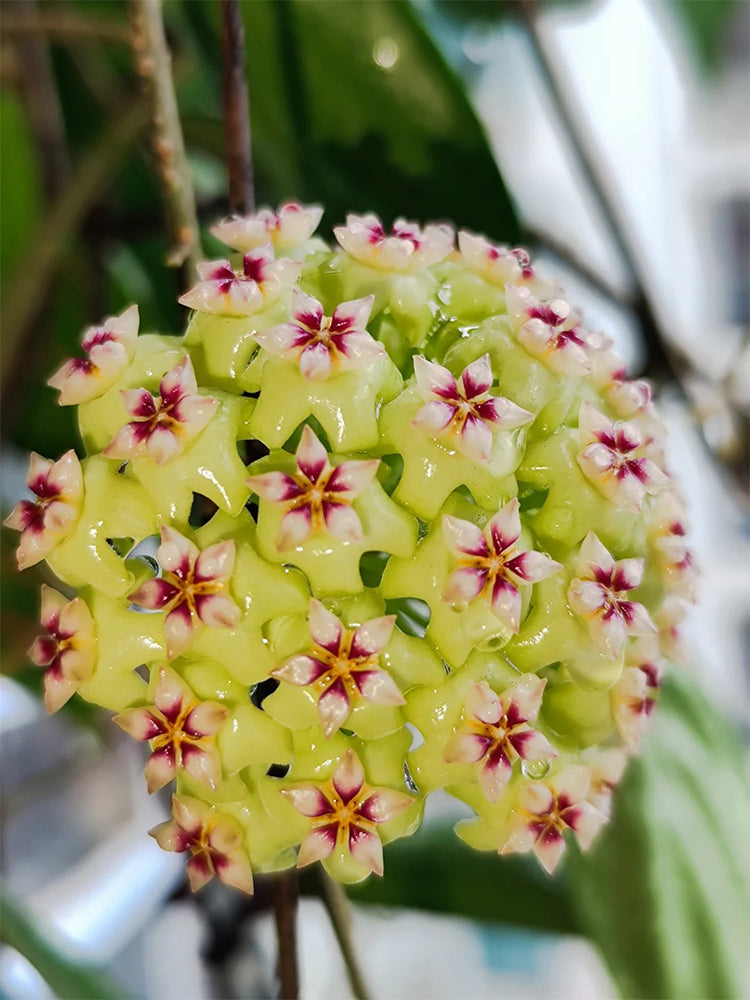 Hoya UT-033 Unrooted Stem Cuttings