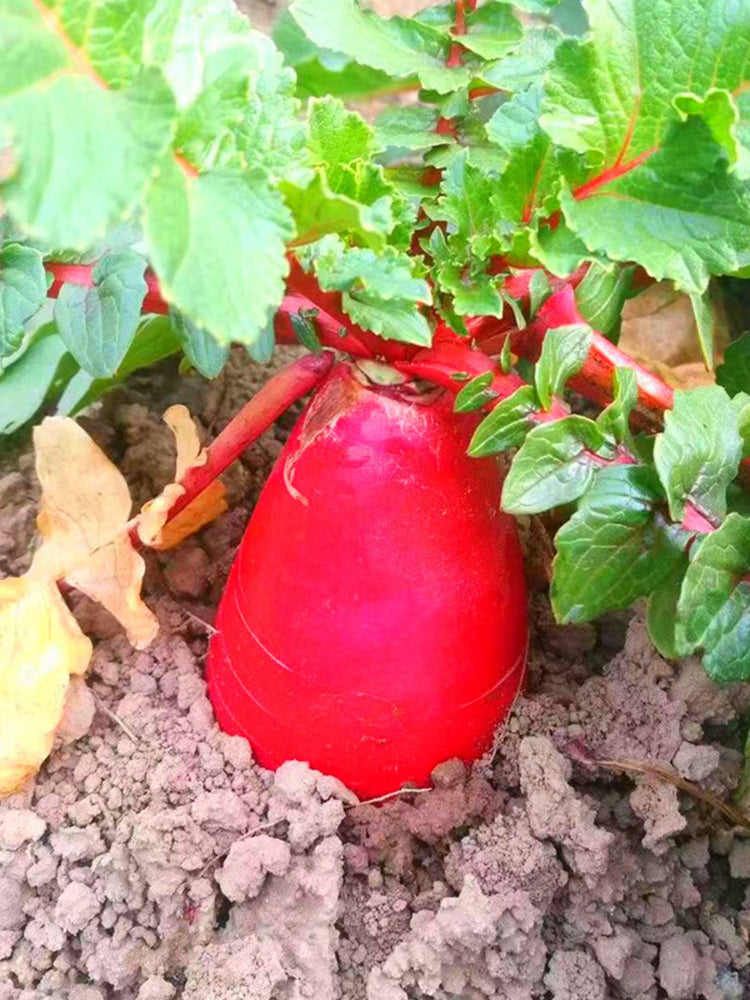 'Qishan Laobukang No.2' Water Radish