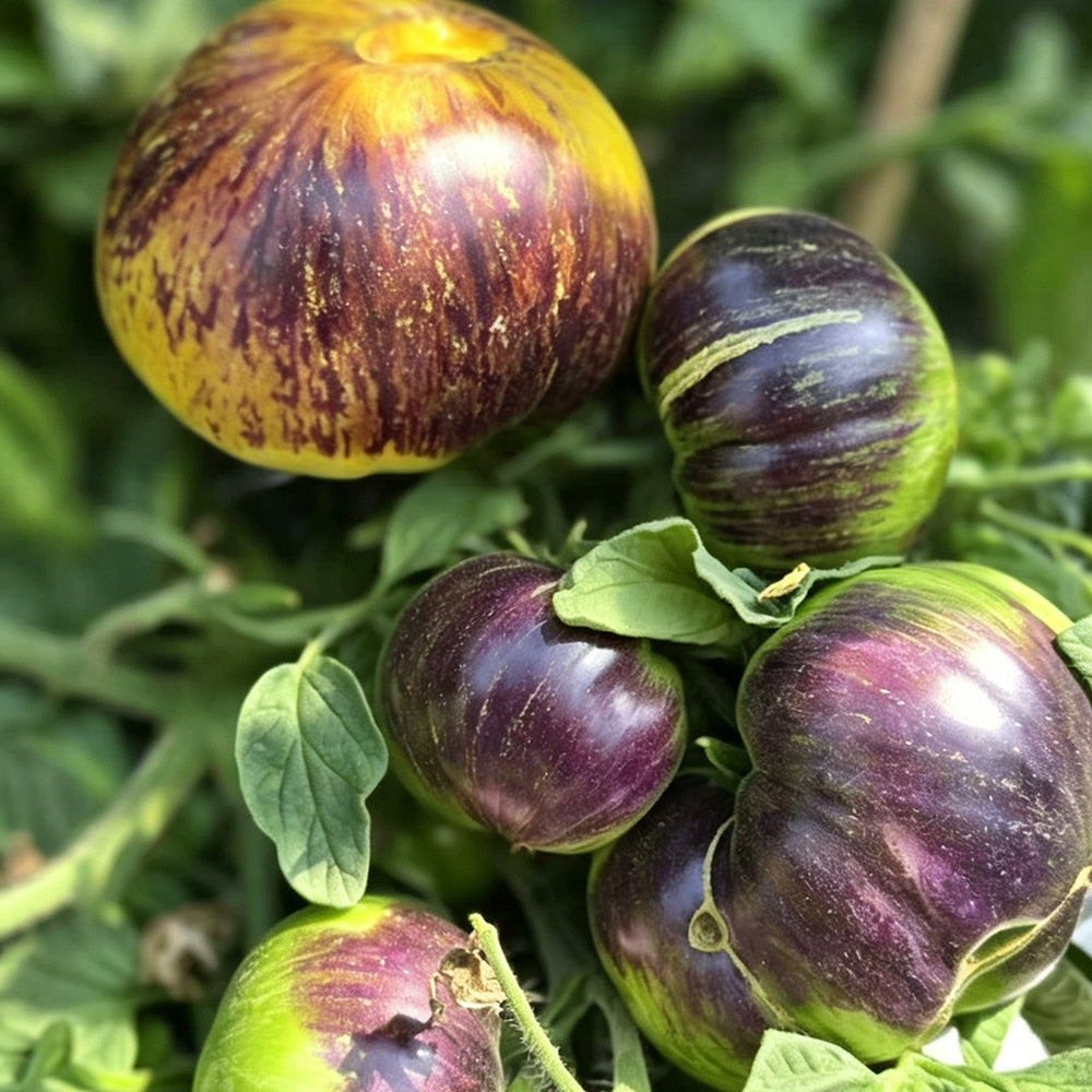 783 Dwarf Sun Queen Tomato