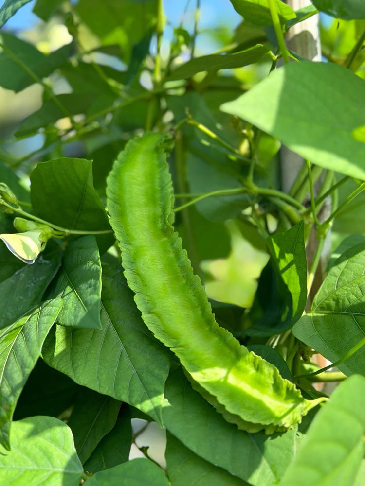 Winged Bean