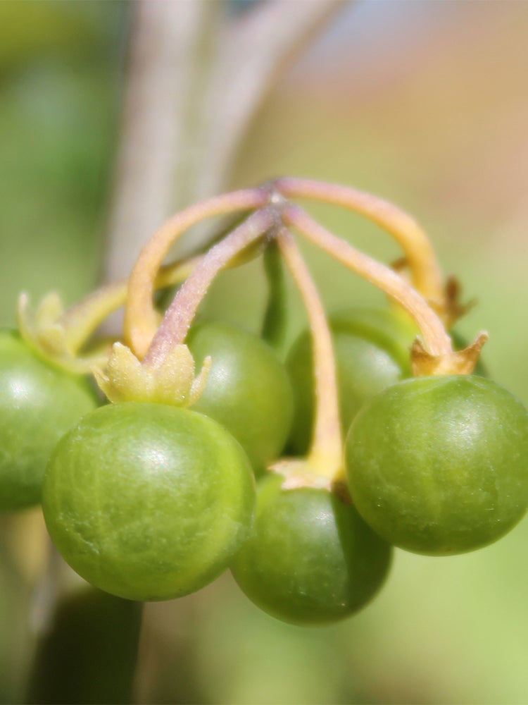 "Jinlong" Yellow Nightshade Berry