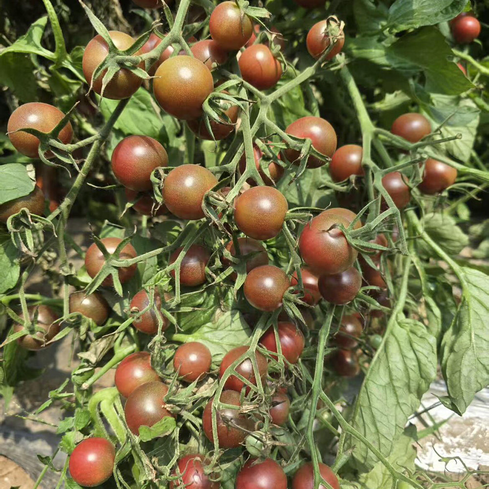 805 Cherokee Purple Cherry Tomato