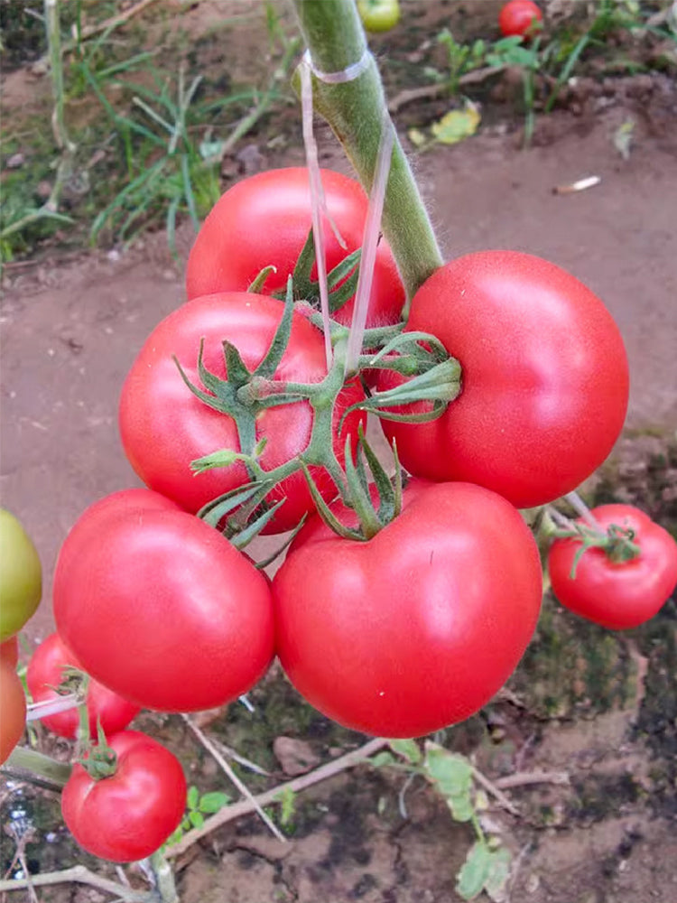 Maofen 802 Tomato