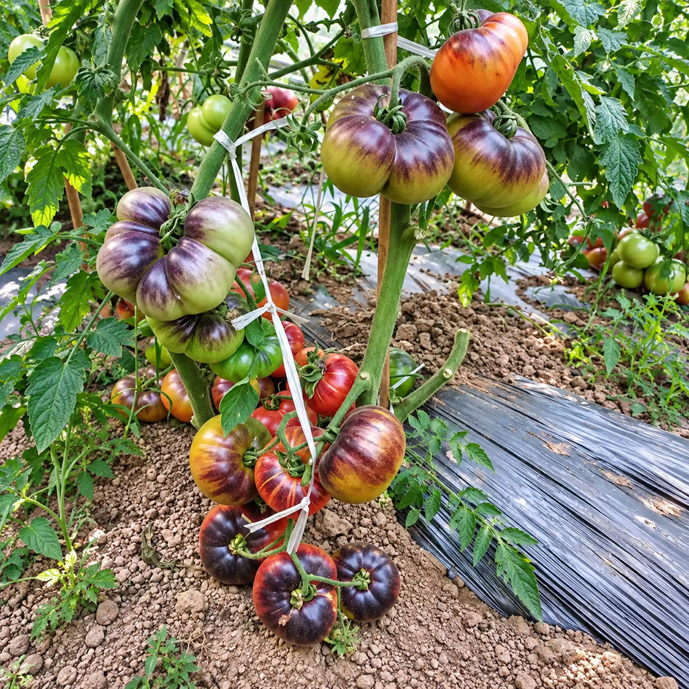 500 Lollipop Pink Tomato