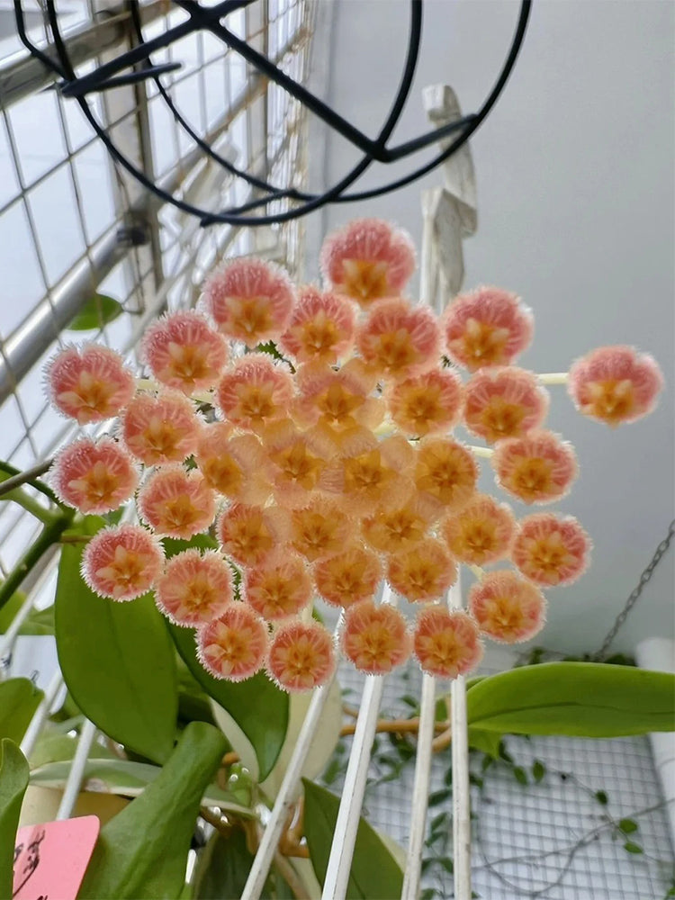 Hoya rosarioae Unrooted Stem Cuttings