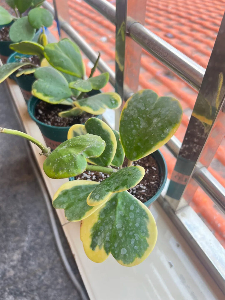 Hoya kerrii 'Albomarginata' Unrooted Stem Cuttings