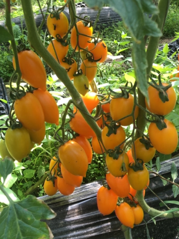 Yellow Roman Tomato