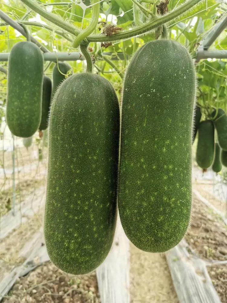 Baoxing F1 Hybrid Hairy Gourd