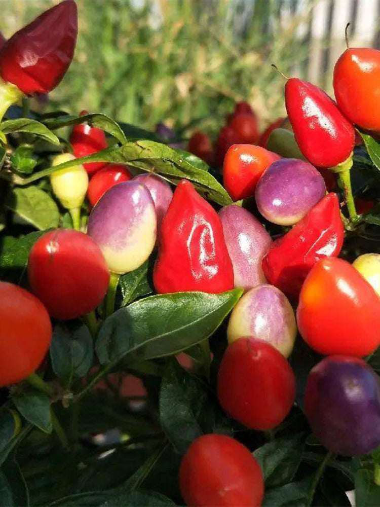 Ornamental Peppers (Capsicum annuum)