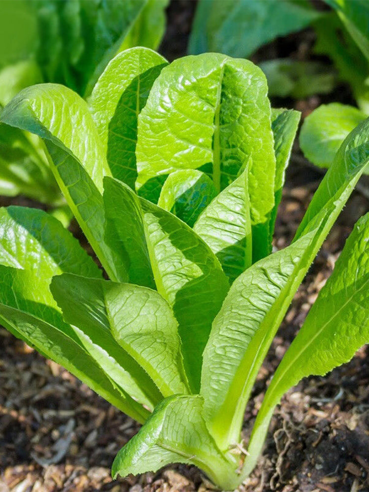 Green Peacock Lettuce