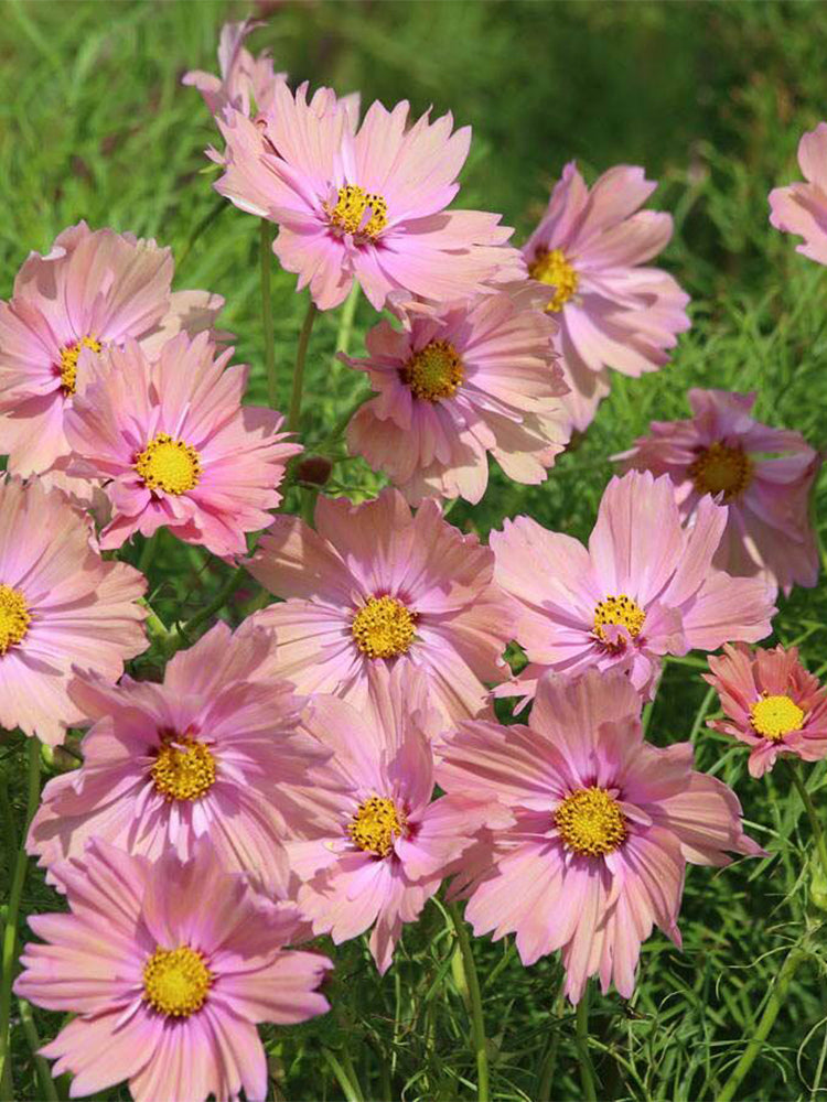 Hezhichun Cosmos bipinnatus 'Apricotta'