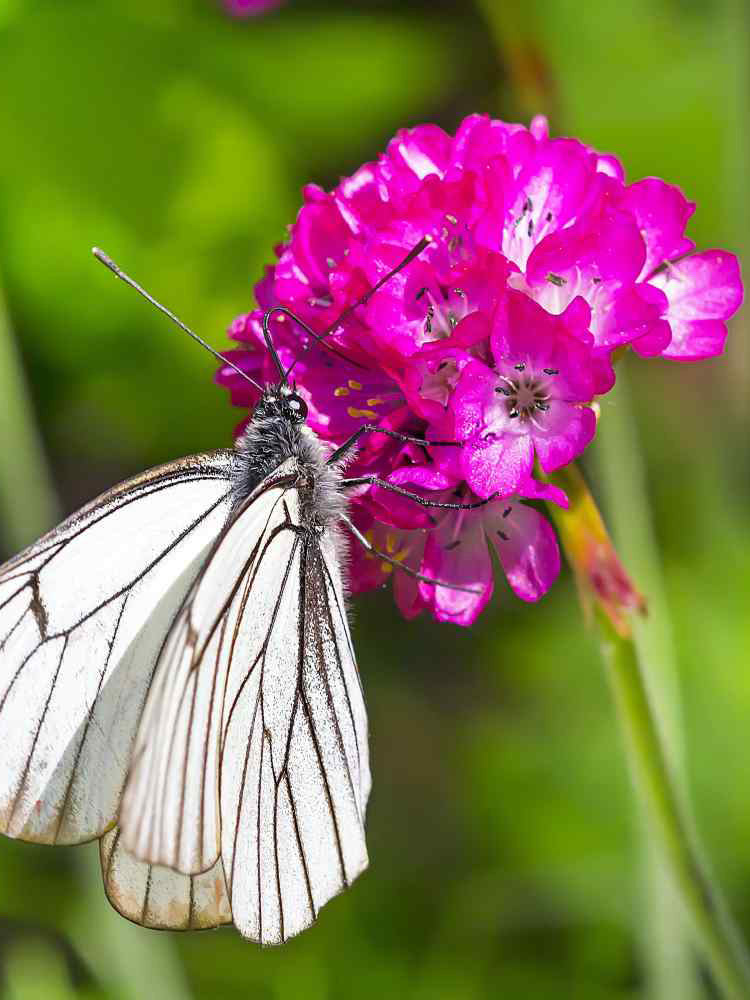 Sea Thrift Armeria Maritima
