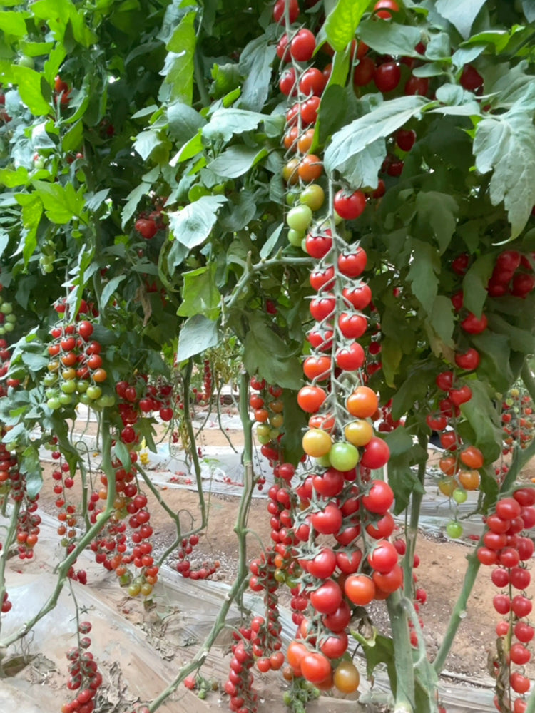 Pearl Falls No. 2 Tomato