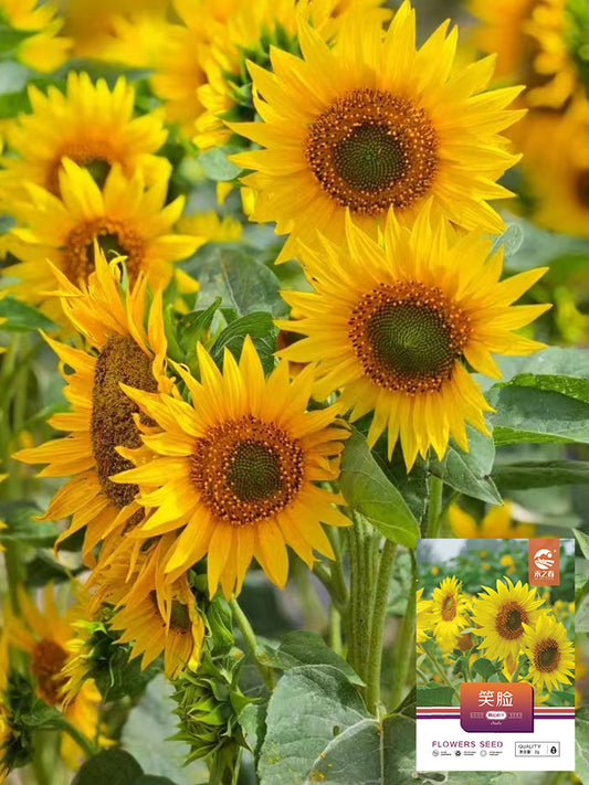 'Smiling Face' Ornamental Sunflower