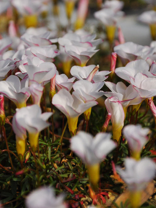 Oxalis glabra Series Bulb - 'Oxalis Goniorhiza'