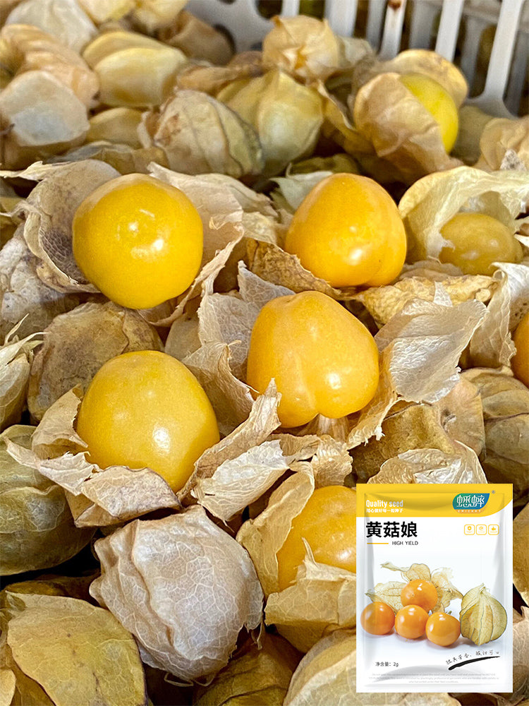 Golden Ground Cherry