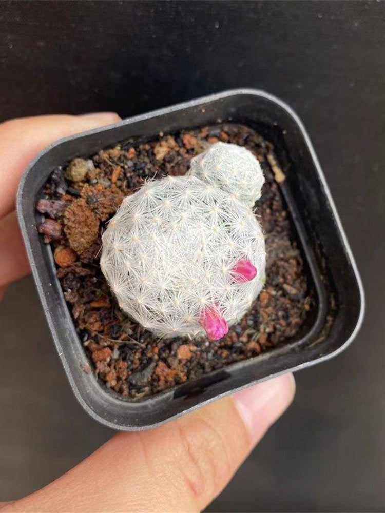 Mammillaria humboldtii