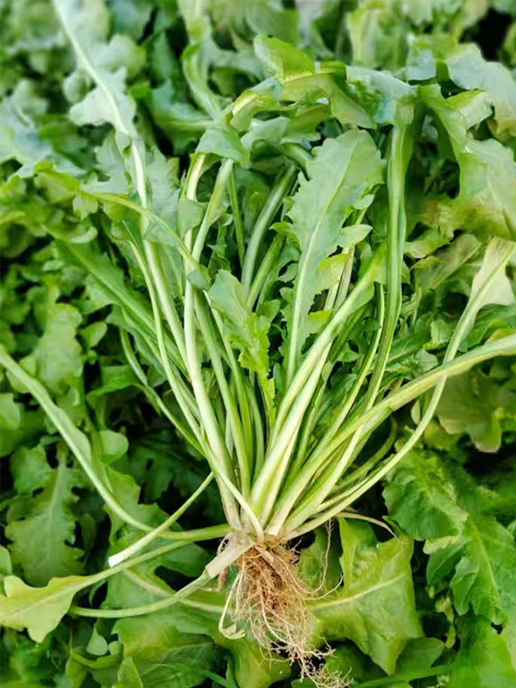 Broad-leaved Shepherd's Purse