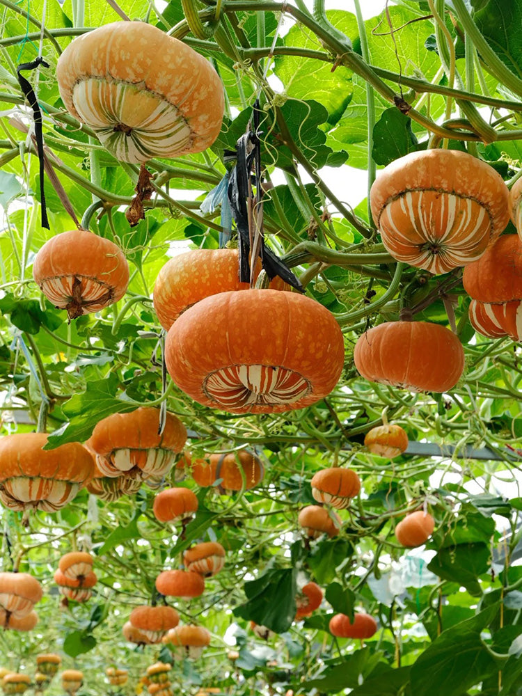 Censer Squash