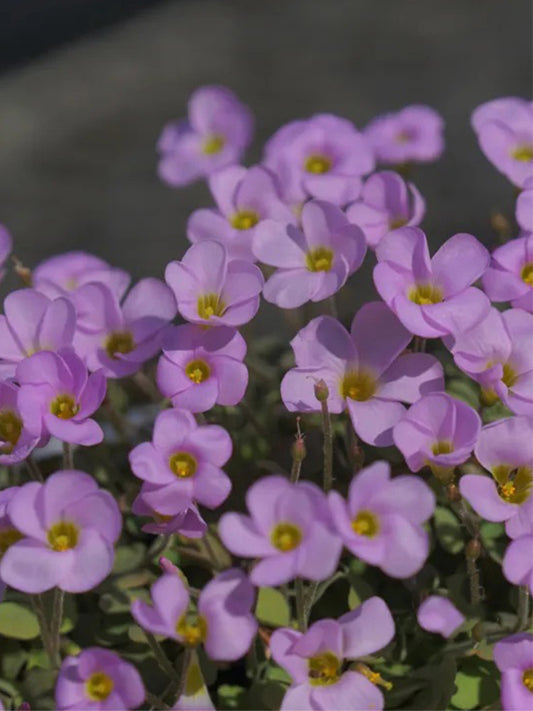 Oxalis obtusa Series Bulb - 'First Love'
