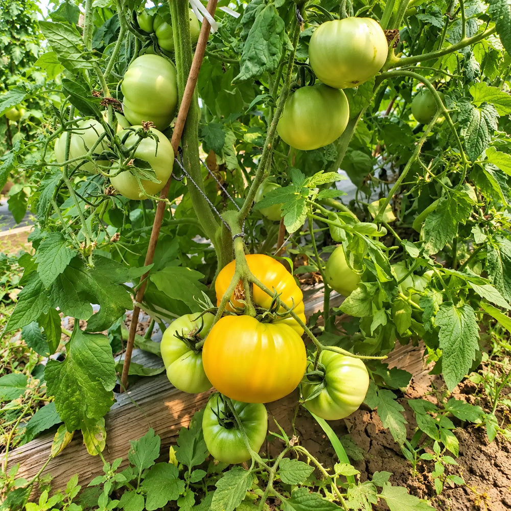 235 Kozula 202-1 Tomato