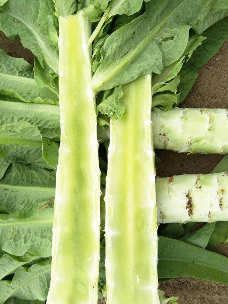 'Keguang No.1' Stem Lettuce