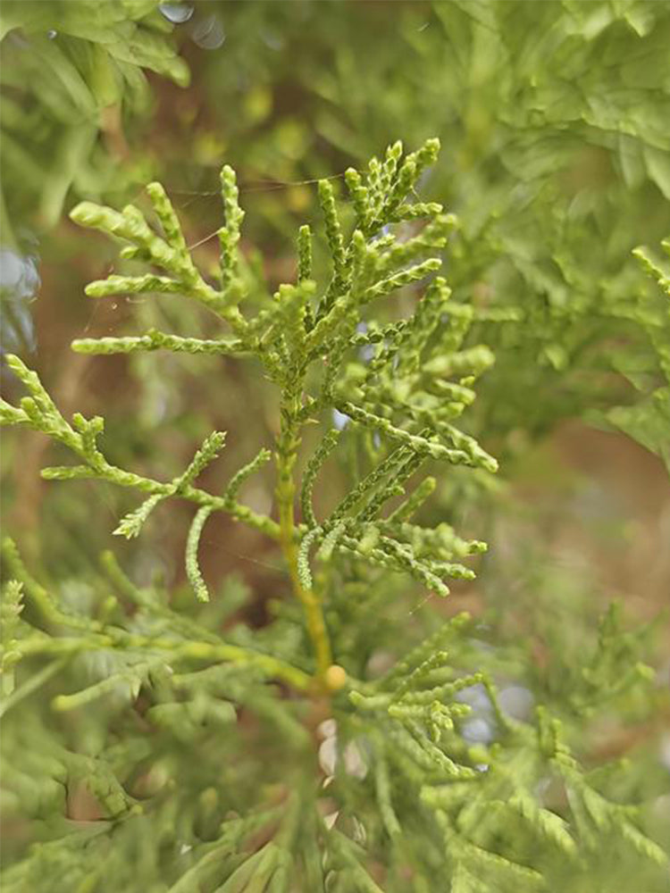 Chinese Arborvitae (Platycladus orientalis)