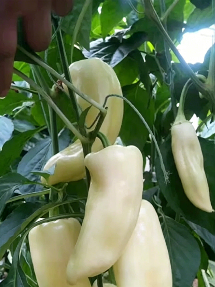 Specialty White Chili Pepper