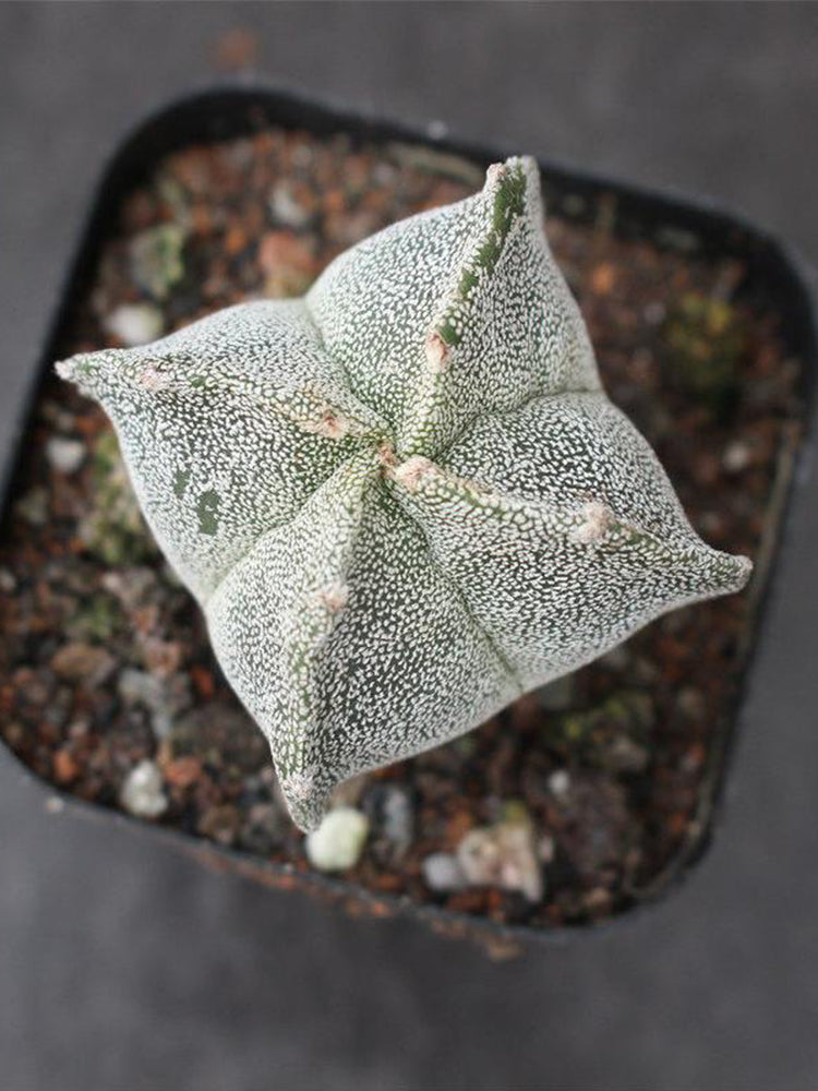 Astrophytum myriostigma quadricostatum
