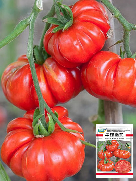 Giant Heirloom Pink Beefsteak Tomato