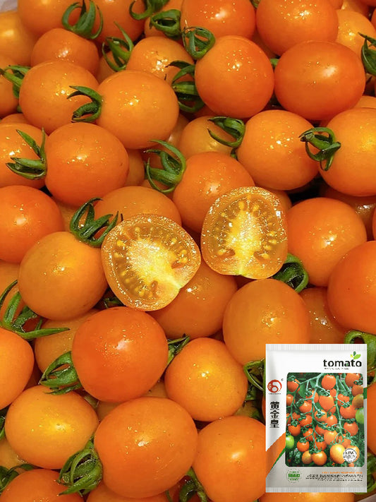 Golden Emperor Cherry Tomato