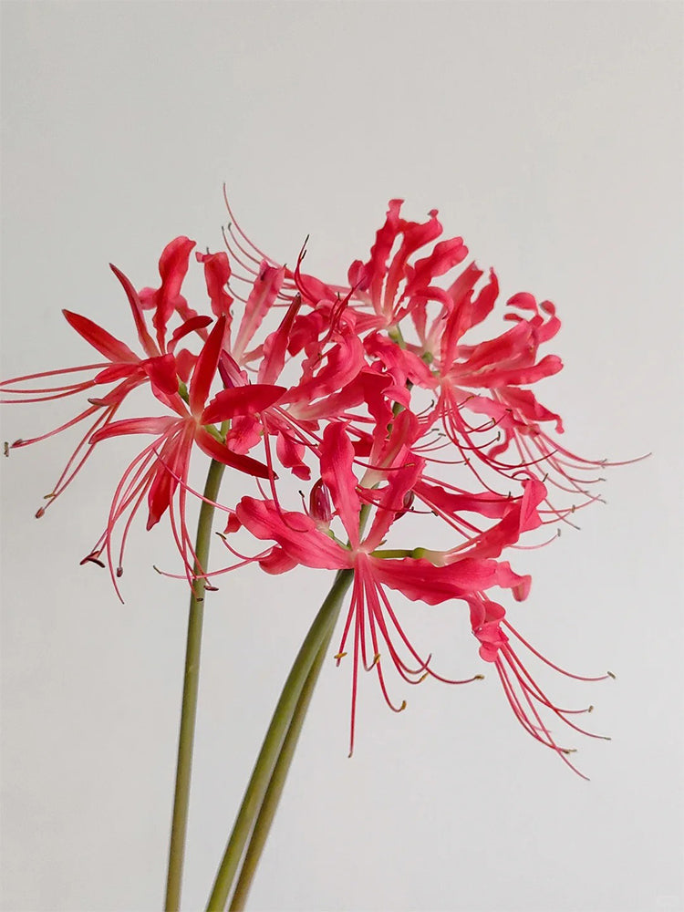 Blood Red Chunxiao Lycoris