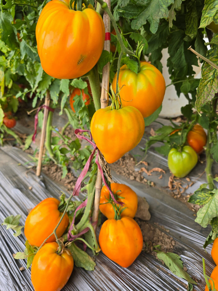 1059 Tatiana's Orange Heart Tomato