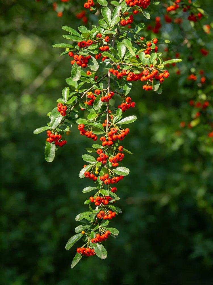 Red Firethorn