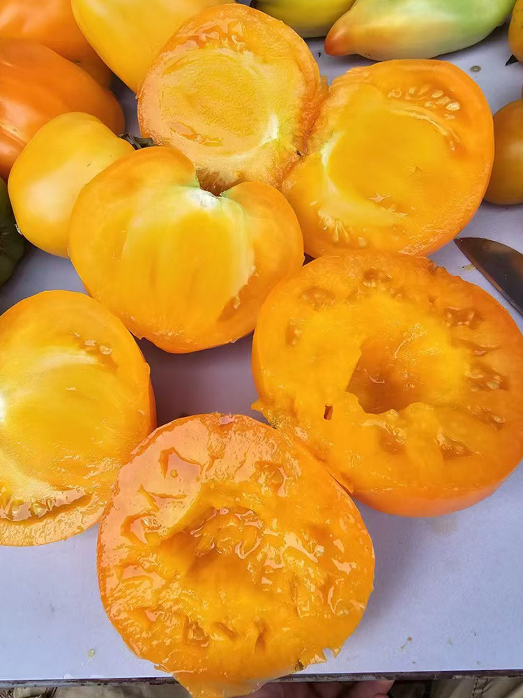 883 Golden Fashionista Tomato