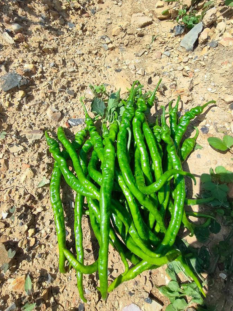 Spiral Spicy Line Pepper