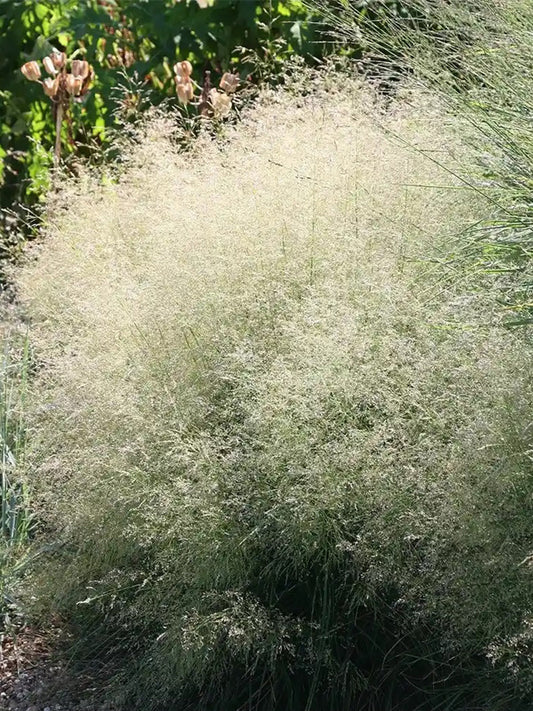 Cloud Grass (Agrostis nebulosa)