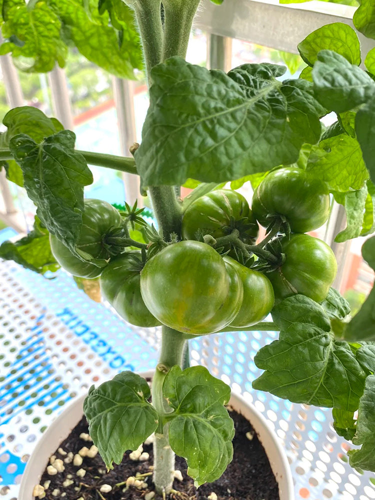 'Eden Micro Tiny No.4' Tomato